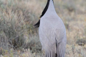 Proizvodnja - graciozan stanovnici polja